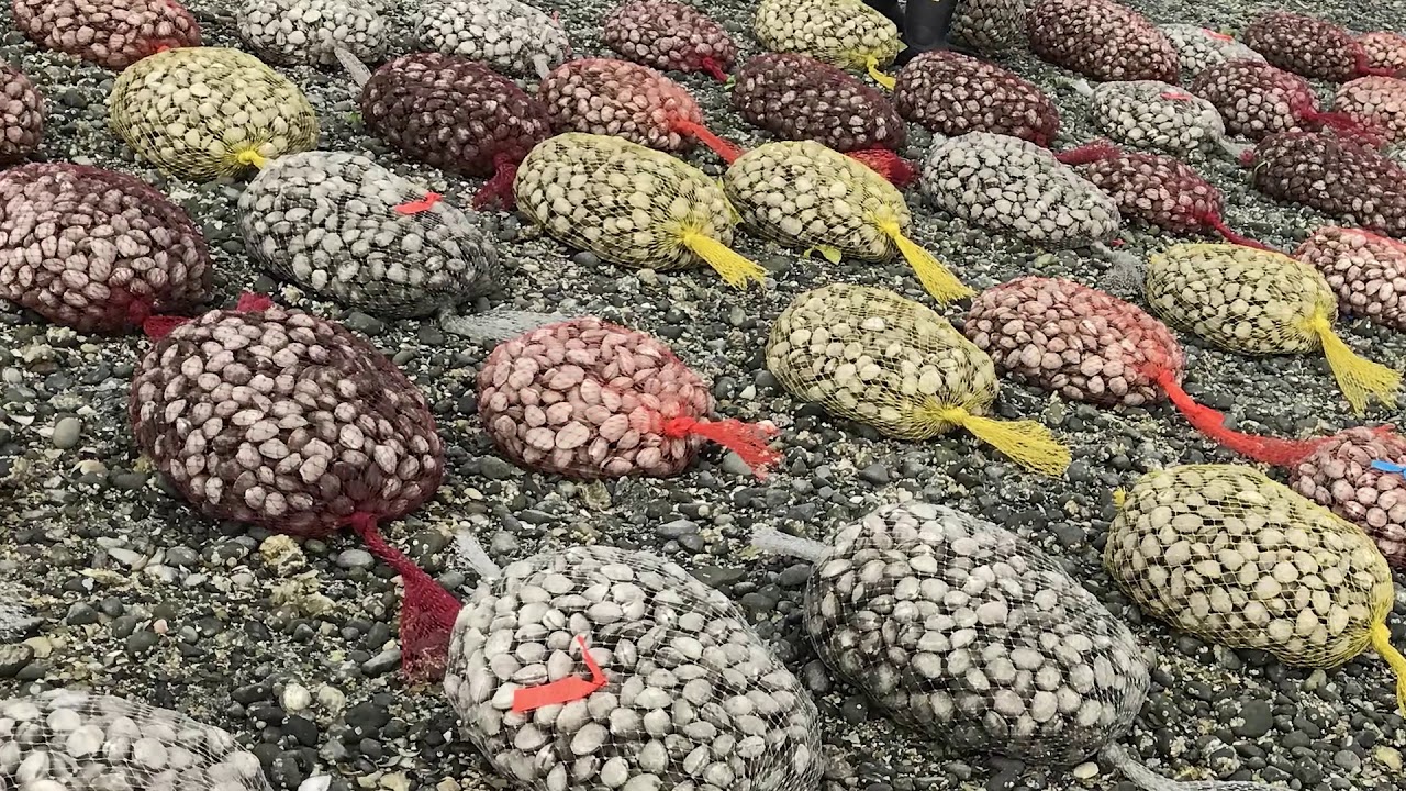 Oyster farm in British Columbia (Canada): Mac's Oysters