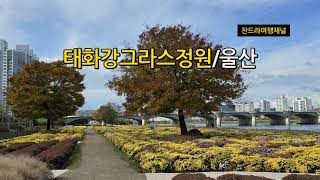 태화강 영상