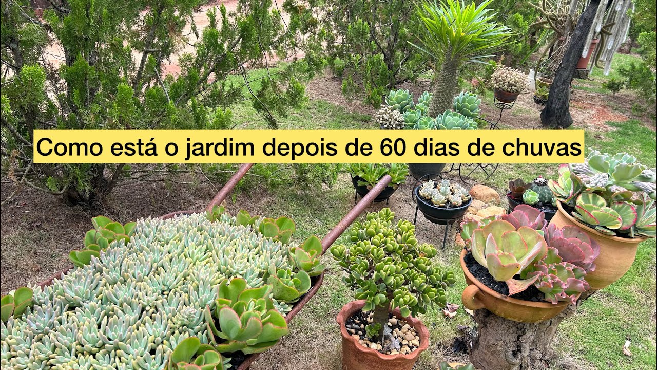 Como estão as plantas do jardim depois de muitas chuvas