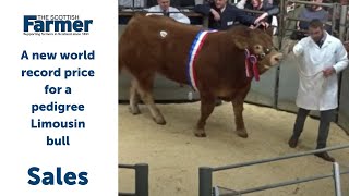 A new world record price for a pedigree Limousin bull