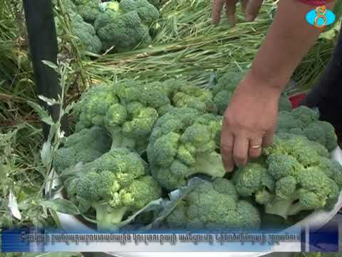 Video: Լվանալ թարմ բանջարեղեն - Ինչպես լվանալ բանջարեղենը այգուց