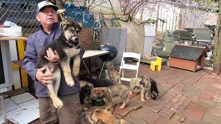 My German Shepherd Puppies are 2 Months and 16 Days old now. 03/06/22