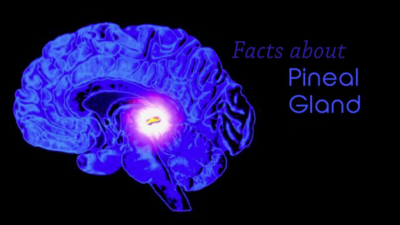 Facts about Pineal Gland YouTube