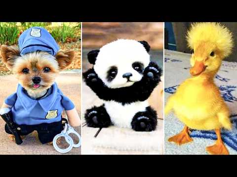 Cute and Funny Dogs | Cute Pomeranian Puppies Doing Funny Things #72