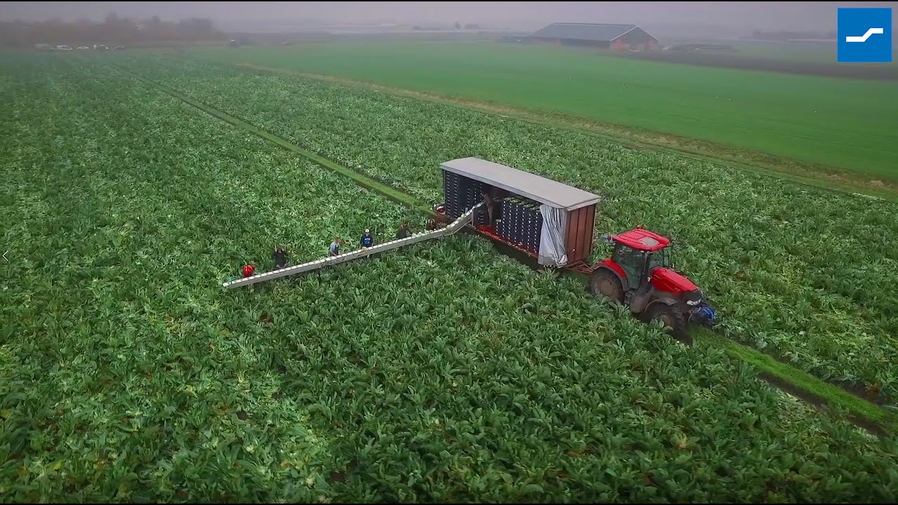How to harvest cauliflower | The Delta harvesting machine from Beets Aluminium Products