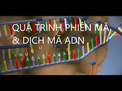 Video: ARN được dịch mã theo hướng nào?