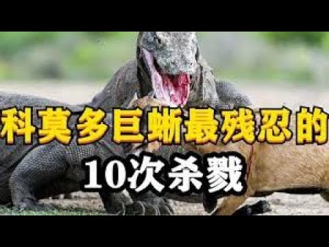 科莫多巨蜥能孤雌繁殖，如果遇到科莫多龙，你除了快跑别无选择。   神奇的地球系列