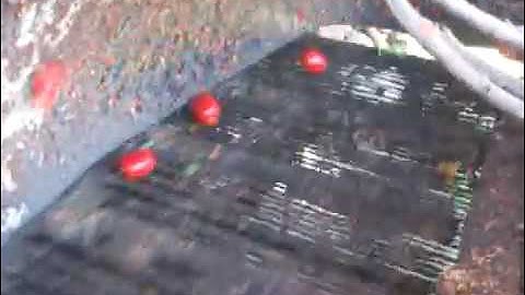 TomatoTek II Tomato Sorter