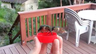HandFeeding Hummingbirds