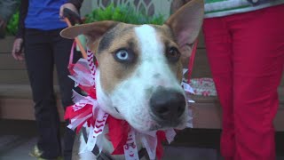 Santa Paws is coming to town!