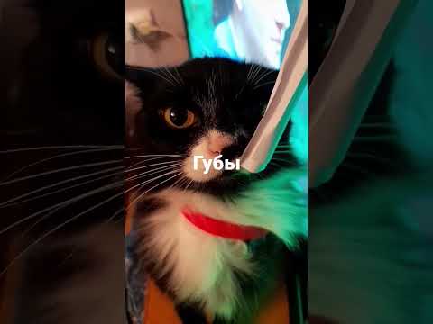 хуба буба - YouTube