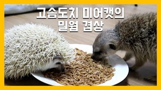 Hedgehogs and Meerkats Eat Together