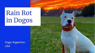 Rain Rot in Dogo Argentinos