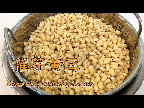 催芽黃豆 | How to Sprout Soybeans | How-To