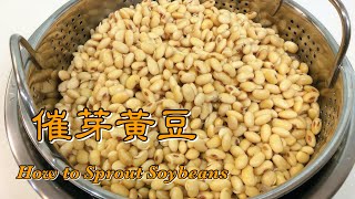 催芽黃豆| How to Sprout Soybeans | How-To 