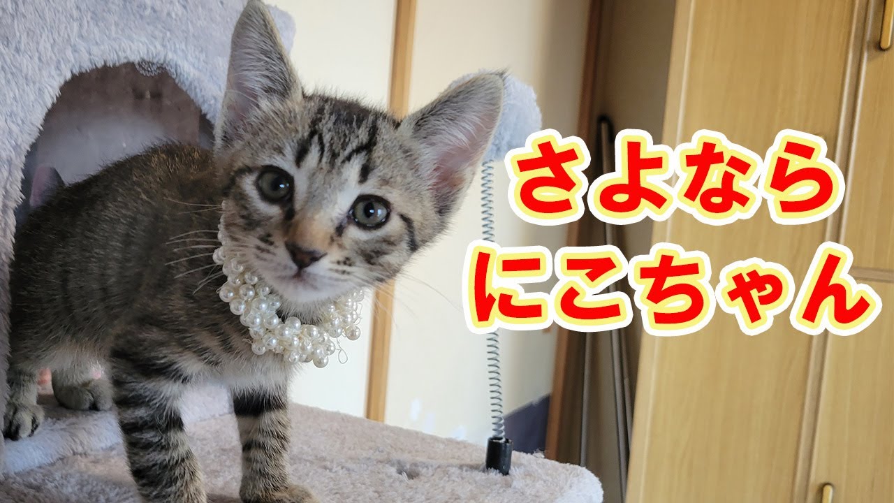 保護猫】レスキューした子猫84 里親さん家に行くにこちゃん - YouTube