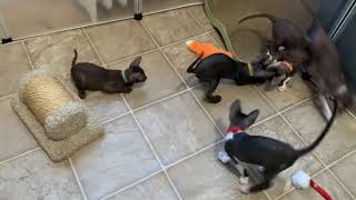 Kittens got a new sparkly ball to play... by ReikiRex Cornish Rex Cats 124 views 3 years ago 4 minutes, 53 seconds