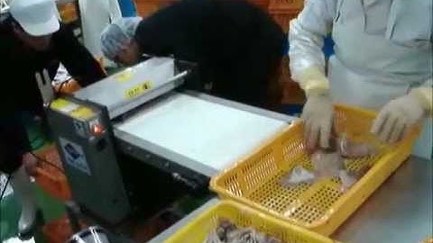 High speed cutting machine (Slice) loligo squid cuttlefish