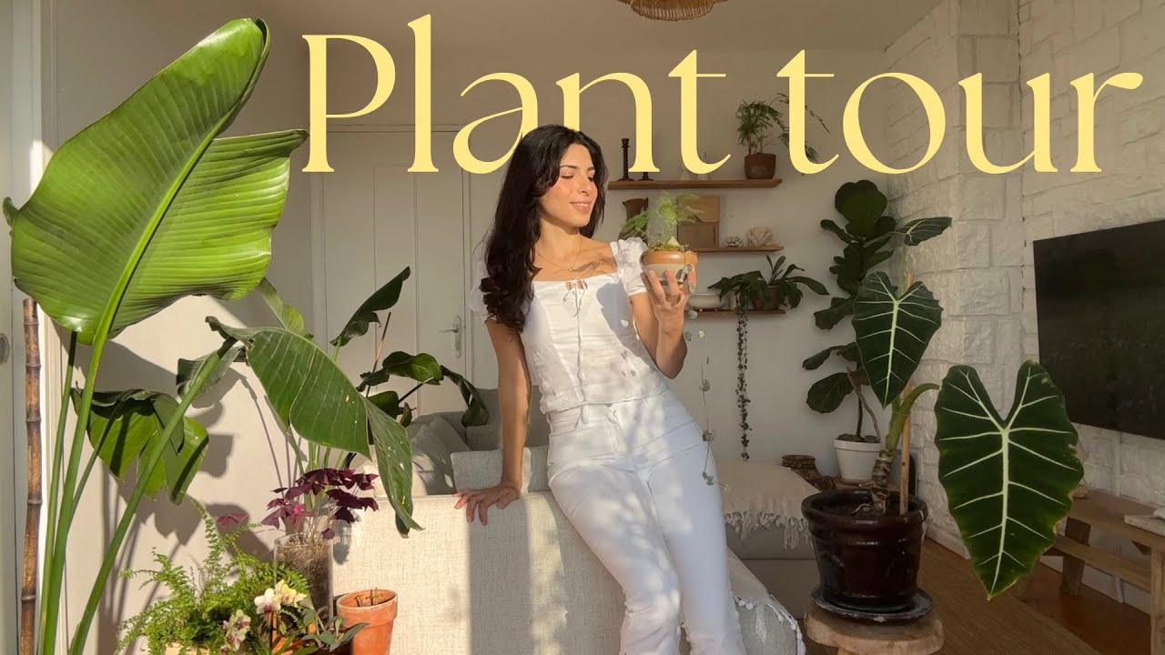 Plant Tour 🪴 Conseils pour débuter et ma collection de plantes d'intérieur 🤍
