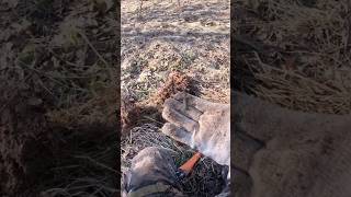 Находка времён Петра l #metaldetecting #md #garrett  #коп #кладоискатель #клад #металлоискатель #мд