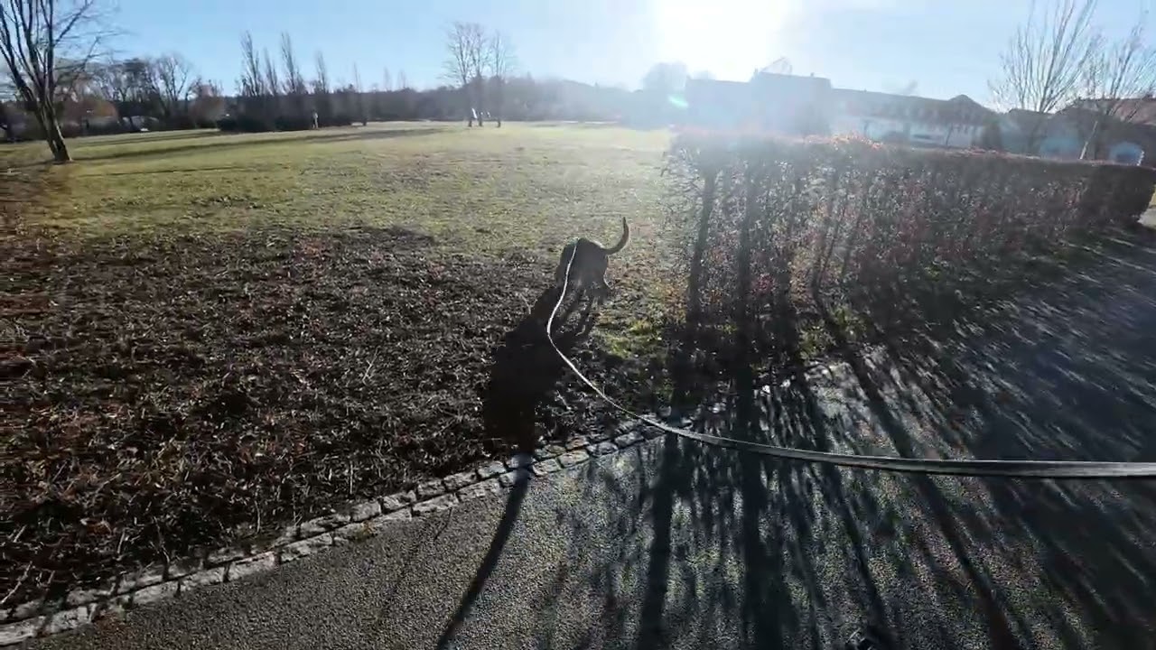 Mantrailing -  Training im Park – Fokus trotz Verleitungen !  Bloodhound 17 Monate