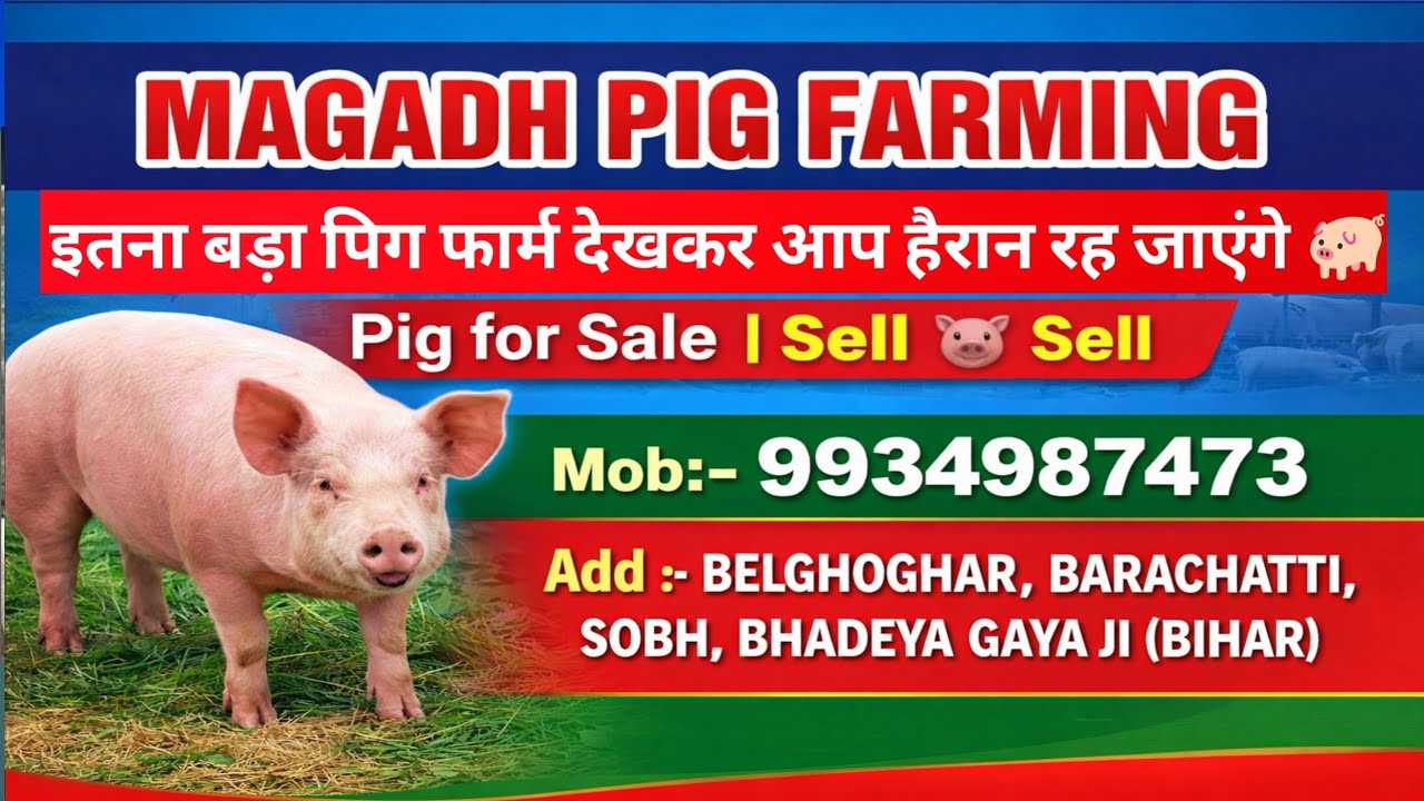 इतना बड़ा पिग फार्म देखकर आप हैरान रह जाएंगे 🐖 | Magadh Pig Farming ☎️:- 9934987473 #pig #bihar #pig