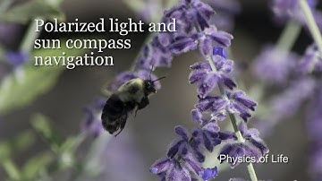 Polarized light and polarized light navigation