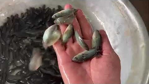 Cá rô đầu nhím 200-250 con/kg - 0903153101