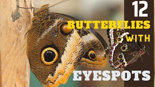 12 Butterfly Species with Eyes on Wings (Eyespots) | Butterfly Adaptation