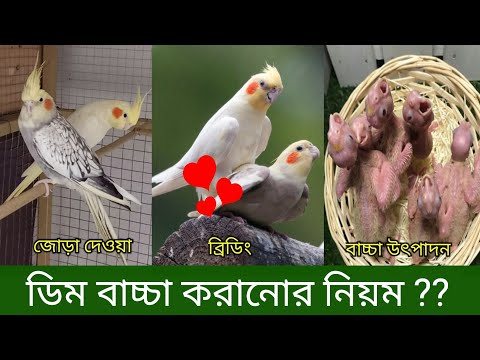 ভিডিও: ভুল জায়গায় লেখার জন্য কীভাবে একটি বিড়ালকে দুধ ছাড়াবেন: লোক পদ্ধতি, পেশাদার প্রতিকার এবং পশুচিকিত্সকদের পরামর্শ