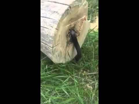 Guy cuts down tree but theres a surprise inside 