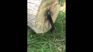 Guy cuts down tree, but there's a surprise inside
