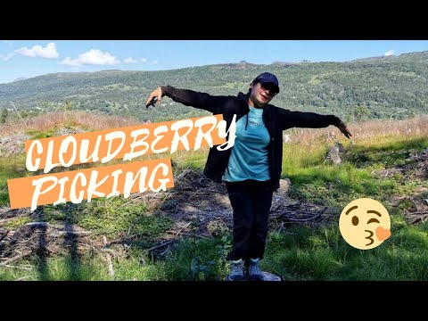 Video: Cloudberry: Beneficial Properties. Calorie Content Of Cloudberry Dishes