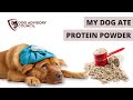 Dog Health Concerns: Risks of Protein Powder Ingestion