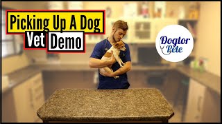 How To Pick Up And Carry Your Dog Like A Pro! Vet Demo
