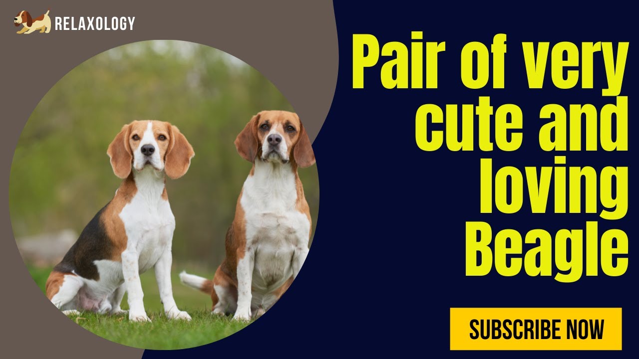 A pair of cute and lovely Beagle 