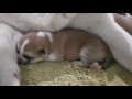 Japanese akita pup snuggled with mum while some sleep and drink