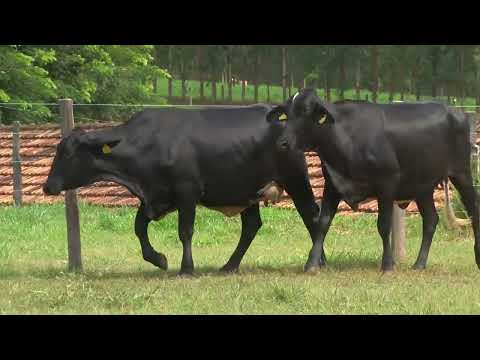 LOTE 160   21º LEILÃO SANTA LUZIA   LEITE COM RAÇA🥛🐄