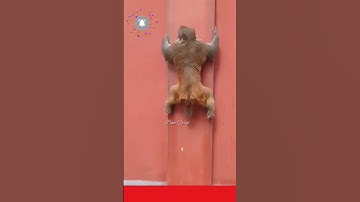 ⭕ Monkey Climbing In The Smooth Wall!! l #shorts