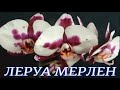 № 442/ ШОК!!! НЕБОЛЬШАЯ поставка орхидей в ЛЕРУА МЕРЛЕН на Новой Адыгеи