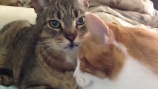 ASMR Cats grooming each other (LOOPED)