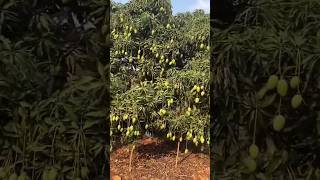 Bangladesh Farmers Mango Technique | Why They Remove Mango Flowers Early