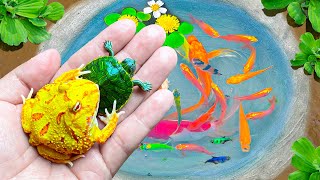 Catch Tiny Pacman Frogs & Baby Turtles In The Lake, Find Ornamental Fish, Koi Fish, Shrimp, Catfish