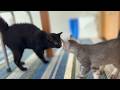 【感動…？】ついに子猫と黒猫が初対面！グイグイいく後輩猫に、先輩猫なづきがビビり散らかした結果こうなりました。