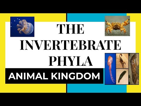 WHAT ARE INVERTEBRATES? WHAT&rsquo;S THEIR DESCRIPTION, DISTINGUISHING CHARACTERISTIC, PHYLUM & EXAMPLES?