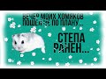 ВИДЕО ВЕЧЕР МОИХ ХОМЯКОВ ПОШЛО НЕ ПО ПЛАНУ! СТЕПА РАНЕН!