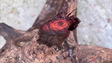 GL gốc trắc dây krôngpa 17kg chun sụn cân cực víp bác nào thiện chí lh033.891.8991TGQ