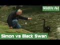 Baby goose saved from territorial black swan