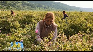 Thracian Plain, Bulgaria: Valley of the Roses - Rick Steves’ Europe Travel Guide - Travel Bite