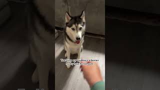 Stubborn Siberian Husky Kookie learns dog tricks #siberianhusky #husky #dogtricks #dogshorts